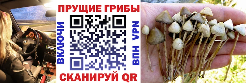 Галлюциногенные грибы мицелий  Купить  Ишимбай 